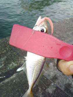 明石港　アジングでアジ15尾　最後のキャス…