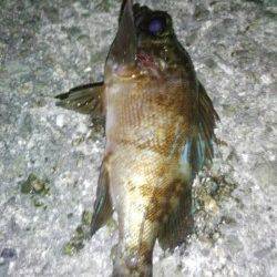 明石港　アジングでアジ15尾　最後のキャストでメバルも