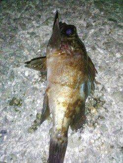 明石港　アジングでアジ15尾　最後のキャストでメバルも