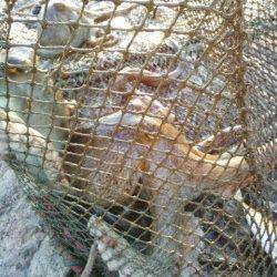 明石港のサビキでアジ・カタクチ、日によってはマイワシも