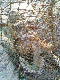 明石港のサビキでアジ・カタクチ、日によってはマイワシも