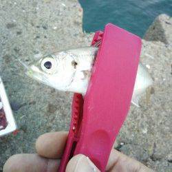 明石港のサビキでアジ・カタクチ、日によってはマイワシも