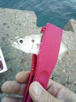 明石港のサビキでアジ・カタクチ、日によってはマイワシも