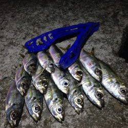 アジ活性低下ぎみ？大阪南港アジング釣果