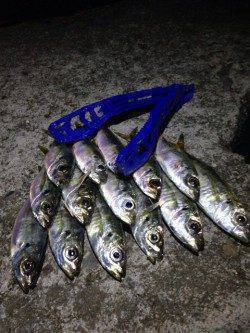 アジ活性低下ぎみ？大阪南港アジング釣果