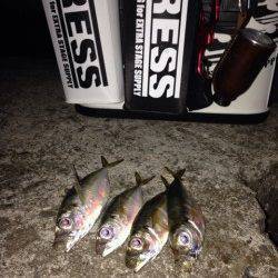 大阪南港でのアジング、5日は渋かった