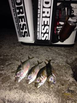 大阪南港でのアジング、5日は渋かった