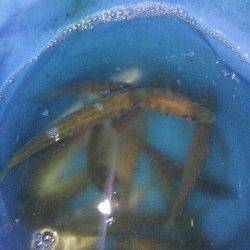 明石港でサビキ入れ食い、アジングでもアジ&ガシラ！