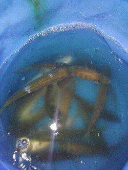 明石港でサビキ入れ食い、アジングでもアジ&ガシラ！