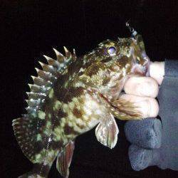 明石港でサビキ入れ食い、アジングでもアジ&ガシラ！