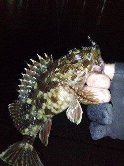 明石港でサビキ入れ食い、アジングでもアジ&ガシラ！