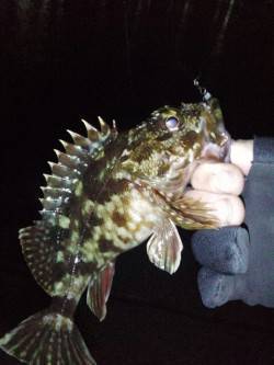 明石港でサビキ入れ食い、アジングでもアジ&…