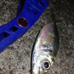 大阪南港でのアジング釣行、かなり渋かった