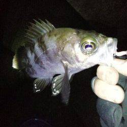 シーズン初メバリング ディープポイントの中層でアタリ