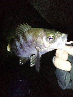 シーズン初メバリング ディープポイントの中層でアタリ