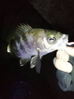 シーズン初メバリング ディープポイントの中…