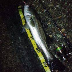 シーズン初メバリング ディープポイントの中層でアタリ