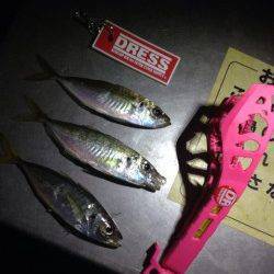 強風の中でアジング、22日大阪南港での釣果