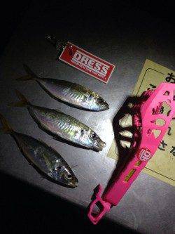 強風の中でアジング、22日大阪南港での釣果