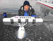 黒島の筏のキロUPアオリイカ　泳がせ・ヤエン・エギングで！