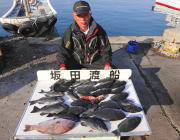 黒島の磯・鷹島のカンドリでのグレ数釣れてい…