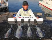 黒島の筏でアジの泳がせ釣り、アオリイカ4ハ…