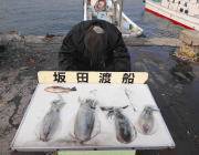 黒島の磯でのアオリイカ釣果！　ヤエンにて