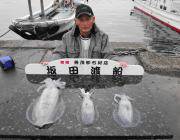 黒島の筏 1.5kgのアオリイカをヤエンで…