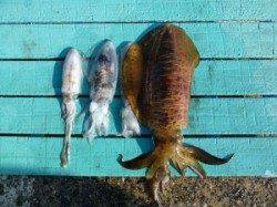 神谷一文字　ヤエンでアオリイカ〜1.4kg4ハイ