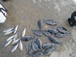 串本の磯　フカセでグレ〜38cm19尾