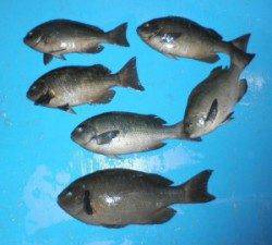音海磯でグレ39.7cmを頭に6匹、磯は絶好のシーズンです！