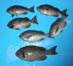 音海磯でグレ39.7cmを頭に6匹、磯は絶…