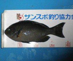 音海磯でグレ39.7cmを頭に6匹、磯は絶好のシーズンです！