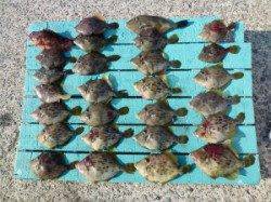 ヒラバエでズボ釣り　カワハギ大漁です♪