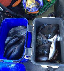 イサギにグレに大漁です!タナは4ヒロです(#^^#)