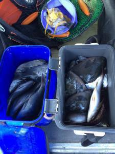 イサギにグレに大漁です！タナは４ヒロです(…