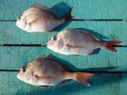 神谷沖一文字外向き、カゴ釣りで小ダイの釣果