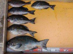 三尾の磯で45cmオーバーのグレ！！良型多数！