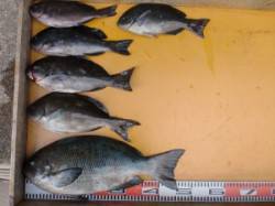 三尾の磯で45cmオーバーのグレ！！良型多…