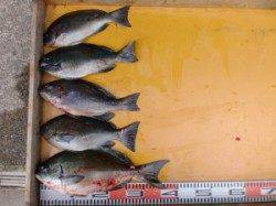 三尾の磯で45cmオーバーのグレ！！良型多数！