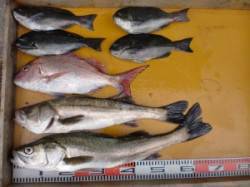 通り岩でフカセ釣り、マダイやグレ・スズキの…