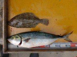 メジロ64cmとヒラメ40cmの釣果