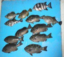 舞鶴田井　フカセでグレ〜33cmまでを6尾