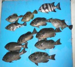 舞鶴田井　フカセでグレ〜33cmまでを6尾…