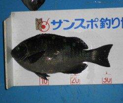 舞鶴田井　フカセでグレ〜33cmまでを6尾