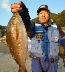 神谷沖一文字　カゴ釣りで小ダイ＆イサギの釣果