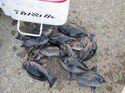 グレ大漁でした! 萩尾の磯フカセ釣り