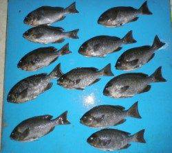 音海磯でグレ34.8cm頭に30cmオーバー12匹