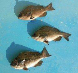 音海磯でグレ34.8cm頭に30cmオーバー12匹