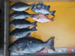 カゴで50cmのグレ、マダイが釣れました 地のこ・西肩にて